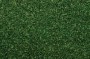 grass